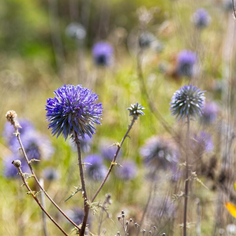Más de 100 semillas de cardo globo, Echinops sphaerocephalus, flor esférica azul. imagen 8