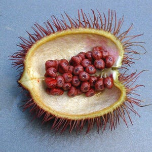 50-100 graines d'annatto, Bixa Orellana, Achiote, arbre à rouge à lèvres, Roucou, graines d'arbre à colorant naturel image 4
