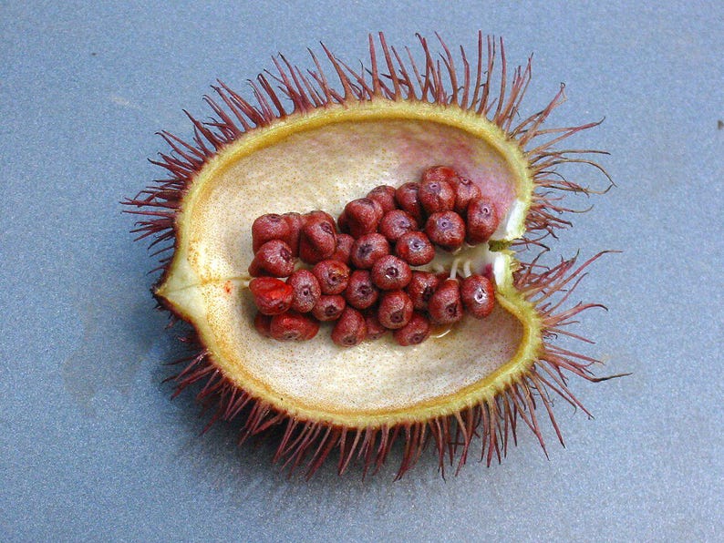 50-100 graines d'annatto, Bixa Orellana, Achiote, arbre à rouge à lèvres, Roucou, graines d'arbre à colorant naturel image 4