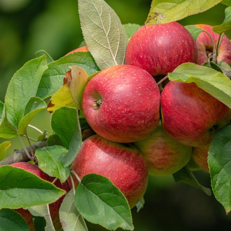 10-20 Himalayan Apple Mix Seeds, Malus domestica, Fruit Tree Seeds for Home Orchard image 9