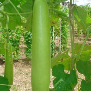 Puede incluir: Una calabaza de botella larga, cil&iacute;ndrica y de color verde claro que cuelga de una enredadera. La verdura de piel lisa est&aacute; suspendida verticalmente entre hojas grandes, anchas y verdes y zarcillos finos y rizados en un jard&iacute;n.