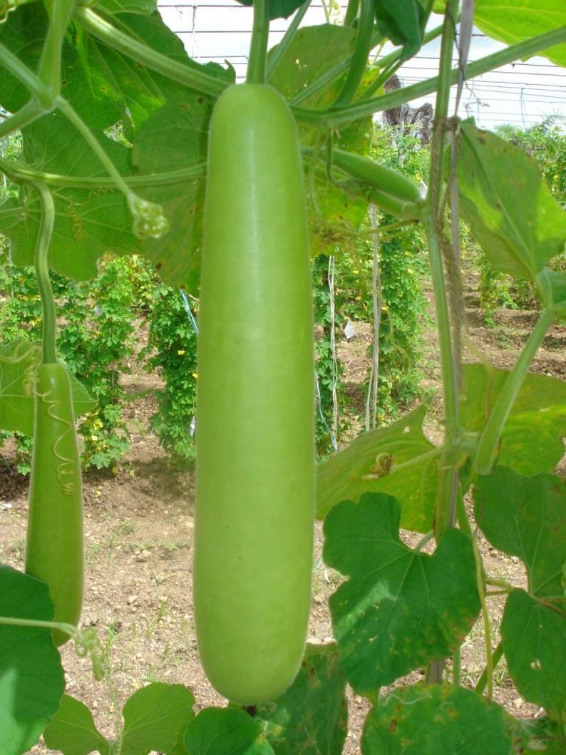 Puede incluir: Una calabaza de botella larga, cil&iacute;ndrica y de color verde claro que cuelga de una enredadera. La verdura de piel lisa est&aacute; suspendida verticalmente entre hojas grandes, anchas y verdes y zarcillos finos y rizados en un jard&iacute;n.