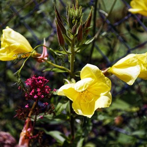 Über 100 Nachtkerzensamen (Oenothera) Bild 7