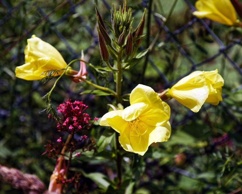 Über 100 Nachtkerzensamen (Oenothera) Bild 7