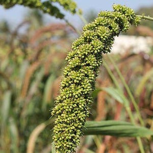 K&ouml;nnte beinhalten: Eine Nahaufnahme eines leuchtend gr&uuml;nen Hirsehalms mit einem dichten, zylindrischen Samenstand, der mit kleinen, strukturierten K&ouml;rnern bedeckt ist. Die Pflanze zeigt eine gebogene, h&auml;ngende Struktur mit feinen, haarartigen Borsten.
