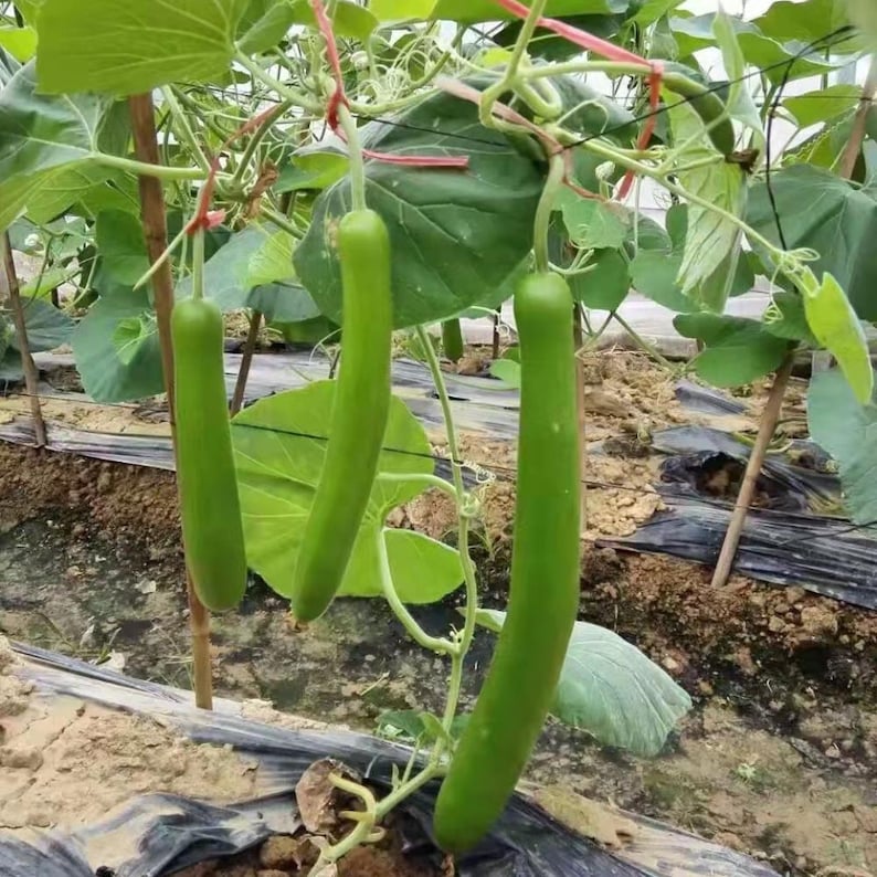 10+ nasion melona długiego Durgesh Komal, melo Cucumis zdjęcie 2