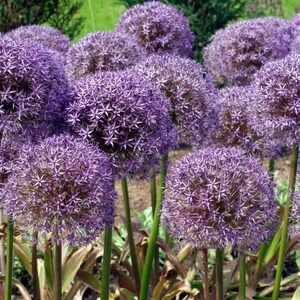 Más de 30 semillas de Allium de flores moradas, Allium atropurpureum, cebolla ornamental imagen 3