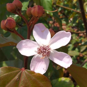 50-100 graines d'annatto, Bixa Orellana, Achiote, arbre à rouge à lèvres, Roucou, graines d'arbre à colorant naturel image 11