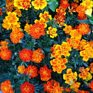 Peut inclure: Un groupe dense de fleurs de souci vibrantes dans des tons de jaune vif, orange profond et orange rouge&acirc;tre. Les fleurs pr&eacute;sentent des p&eacute;tales superpos&eacute;s et fronc&eacute;s, entour&eacute;es d'un feuillage vert fonc&eacute; et plumeux entre les floraisons.