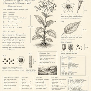 Puede incluir: Una ilustraci&oacute;n bot&aacute;nica de Russian Shag (Makhorka) Nicotiana rustica que presenta un dibujo central de la planta, diagramas detallados de flores, hojas, semillas y tallos, junto con texto que describe su clasificaci&oacute;n, crecimiento y cuidados.