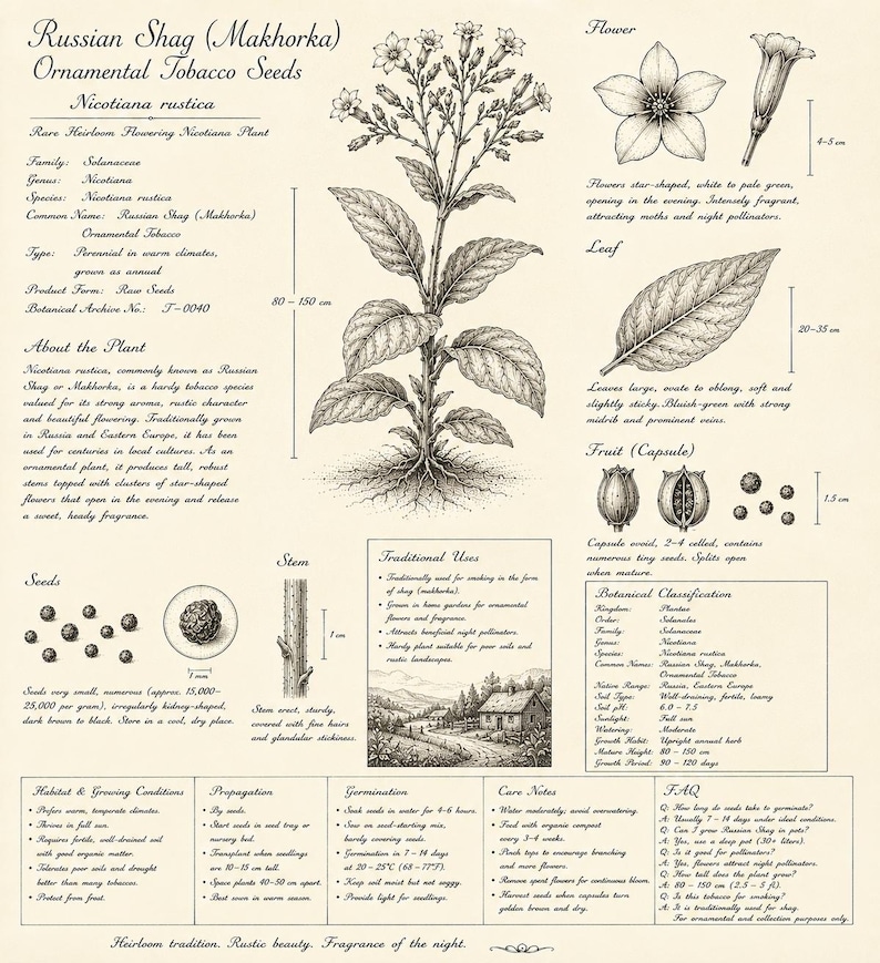 Puede incluir: Una ilustraci&oacute;n bot&aacute;nica de Russian Shag (Makhorka) Nicotiana rustica que presenta un dibujo central de la planta, diagramas detallados de flores, hojas, semillas y tallos, junto con texto que describe su clasificaci&oacute;n, crecimiento y cuidados.