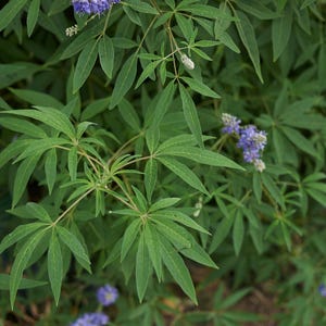 100-500 semillas de nirgundi, Vitex negundo, árbol casto de cinco hojas imagen 8