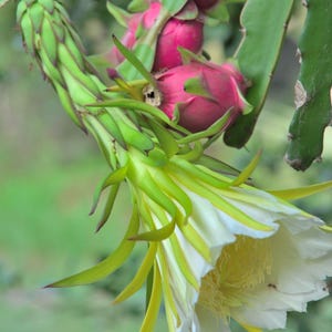 May include: A dragon fruit plant featuring a large, blooming white flower with yellow-tipped green petals and a prominent yellow stamen center, alongside several vibrant pink, oval-shaped dragon fruits growing on a thick, green, segmented cactus stem.
