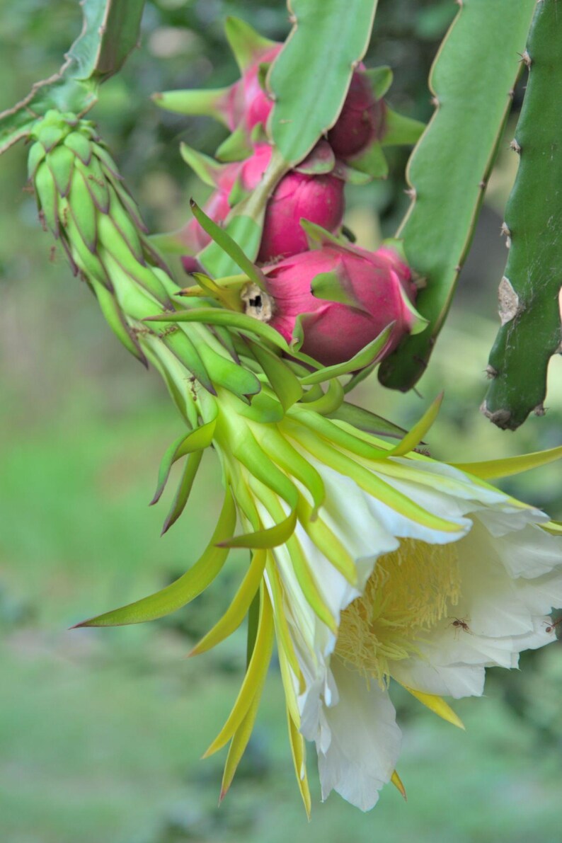 May include: A dragon fruit plant featuring a large, blooming white flower with yellow-tipped green petals and a prominent yellow stamen center, alongside several vibrant pink, oval-shaped dragon fruits growing on a thick, green, segmented cactus stem.