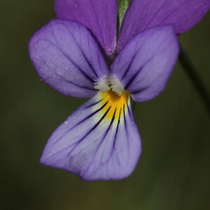 Über 100 Samen der Dreifarbigen Stiefmütterchen (Viola tricolor, Wildes Stiefmütterchen, Herzseide) Bild 8