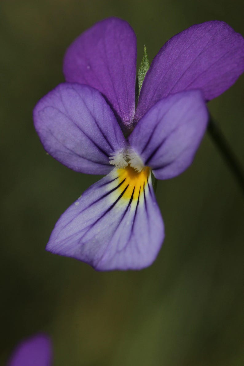 Über 100 Samen der Dreifarbigen Stiefmütterchen (Viola tricolor, Wildes Stiefmütterchen, Herzseide) Bild 8