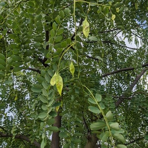 Puede incluir: Un &aacute;rbol con hojas verdes compuestas y vainas de semillas planas, delgadas y de color verde claro que cuelgan de ramas esbeltas. El follaje es denso y pinnado, con peque&ntilde;as hojuelas ovaladas dispuestas a lo largo de los tallos, creando un dosel texturizado.