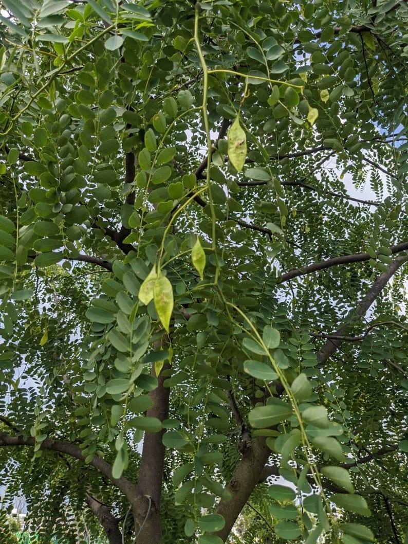 Puede incluir: Un &aacute;rbol con hojas verdes compuestas y vainas de semillas planas, delgadas y de color verde claro que cuelgan de ramas esbeltas. El follaje es denso y pinnado, con peque&ntilde;as hojuelas ovaladas dispuestas a lo largo de los tallos, creando un dosel texturizado.