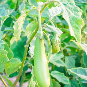 Más de 100 semillas de berenjena larga verde, Solanum melongena, berenjena larga verde, berenjena india imagen 8