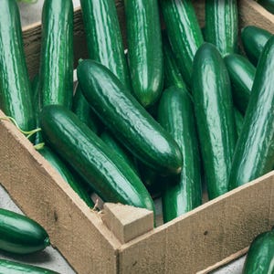 Puede incluir: Una colecci&oacute;n de pepinos frescos de color verde oscuro con piel lisa y ligeramente rugosa, empaquetados dentro de una caja de madera de color marr&oacute;n claro. Los pepinos tienen forma cil&iacute;ndrica y var&iacute;an ligeramente en longitud y grosor.