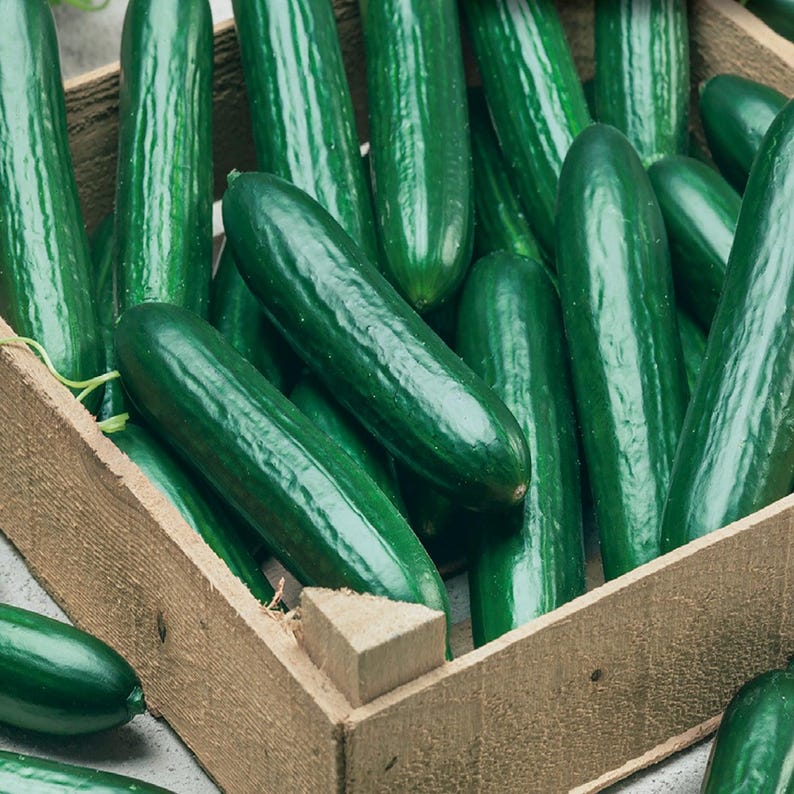 Puede incluir: Una colecci&oacute;n de pepinos frescos de color verde oscuro con piel lisa y ligeramente rugosa, empaquetados dentro de una caja de madera de color marr&oacute;n claro. Los pepinos tienen forma cil&iacute;ndrica y var&iacute;an ligeramente en longitud y grosor.