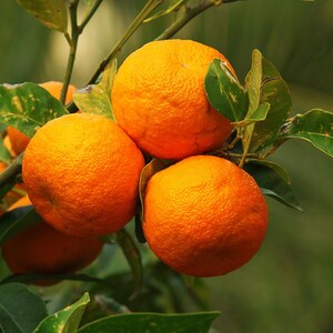 10+ Sweet Orange Seeds, Citrus sinensis, Citrus Tree image 2