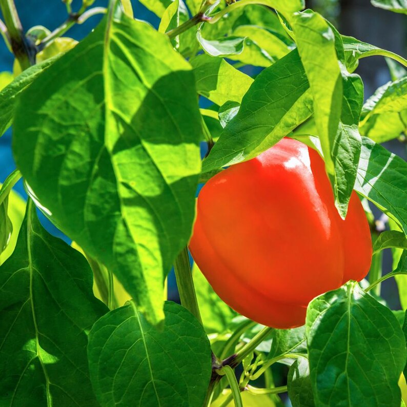 Más de 20 semillas de pimiento rojo dulce, Capsicum annuum, pimiento rojo, pimiento dulce suave. imagen 7