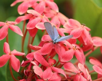 8+ semi di Ixora Shiva Flame, Ixora, Gelsomino delle Indie Occidentali, Arbusto fiorito
