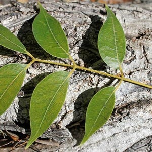 Pu&ograve; includere: Una foglia composta con cinque foglioline verdi lanceolate dai bordi lisci, disposte in modo alternato lungo un gambo centrale giallo-verde, che mostrano venature visibili e una punta su ogni segmento fogliare.
