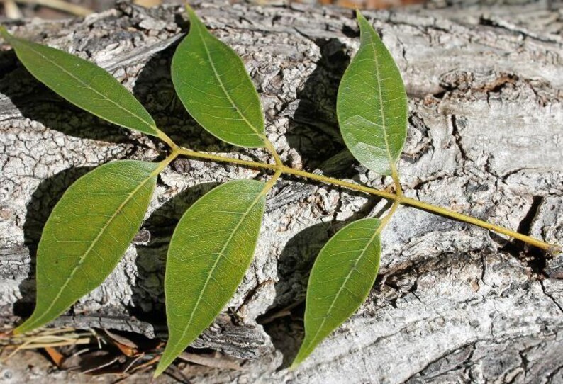 Pu&ograve; includere: Una foglia composta con cinque foglioline verdi lanceolate dai bordi lisci, disposte in modo alternato lungo un gambo centrale giallo-verde, che mostrano venature visibili e una punta su ogni segmento fogliare.