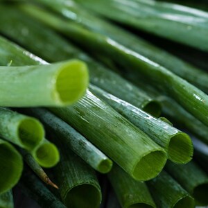 ネギの種30粒以上、学名：Allium fistulosum、白花ネギ 画像 9