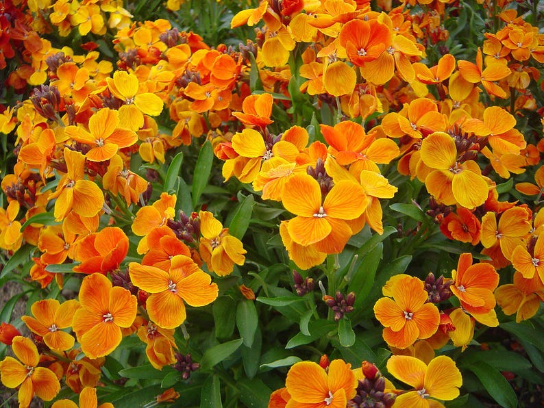 100+ English Wallflower Seeds, Erysimum Cheiri, Mixed Colors, Fragrant Spring Flowers, Cottage Garden image 4