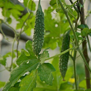 Pode incluir: Um mel&atilde;o-de-s&atilde;o-caetano pendurado numa videira, apresentando um exterior alongado, rugoso e de cor verde-escura. O vegetal est&aacute; suspenso por um caule fino entre v&aacute;rias folhas verdes grandes e lobadas e gavinhas finas de uma planta trepadeira.