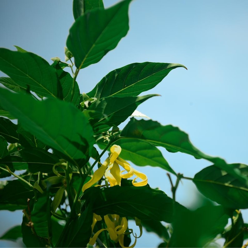 Puede incluir: Una planta de ylang-ylang con hojas verdes puntiagudas y delicadas flores amarillas colgantes de p&eacute;talos largos y finos. La planta est&aacute; capturada desde un &aacute;ngulo bajo contra un cielo azul claro, resaltando el contraste entre el follaje y las flores.