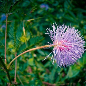 50-300 nasion roślin wrażliwych, Mimosa pudica, Touch Me Not zdjęcie 4
