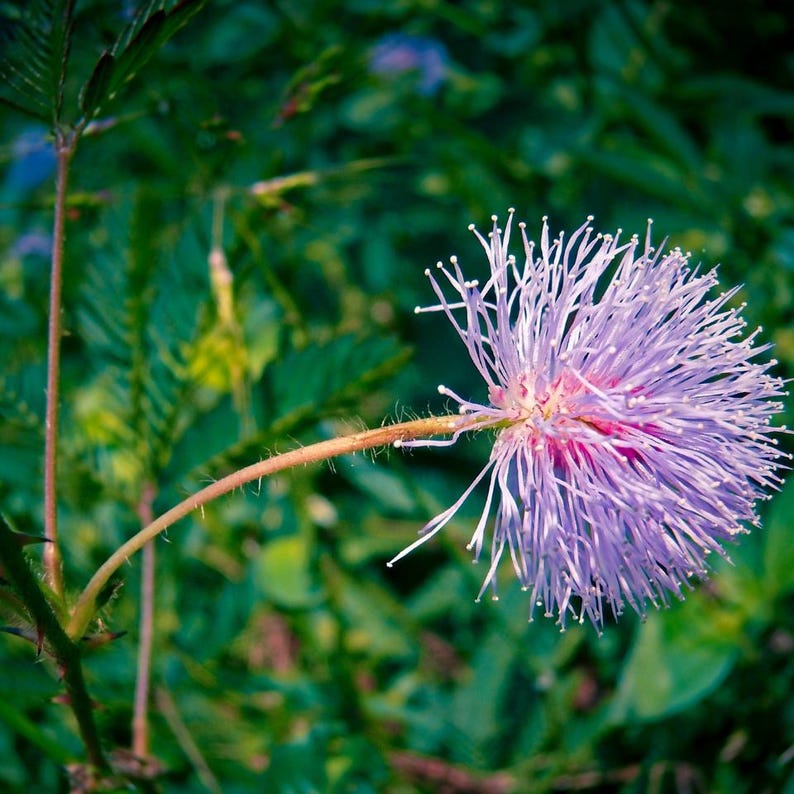 50-300 nasion roślin wrażliwych, Mimosa pudica, Touch Me Not zdjęcie 4