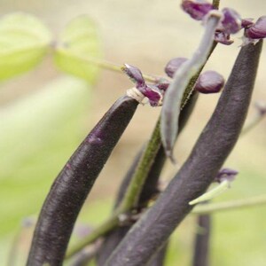 Peut inclure: Plusieurs gousses de haricots longues, fines et violet fonc&eacute; suspendues &agrave; une tige verte. Les gousses ont une texture lisse et ferme et sont attach&eacute;es &agrave; la plante par de petites connexions fibreuses claires. Des feuilles vertes sont visibles.