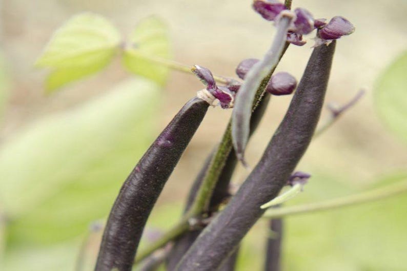 Peut inclure: Plusieurs gousses de haricots longues, fines et violet fonc&eacute; suspendues &agrave; une tige verte. Les gousses ont une texture lisse et ferme et sont attach&eacute;es &agrave; la plante par de petites connexions fibreuses claires. Des feuilles vertes sont visibles.