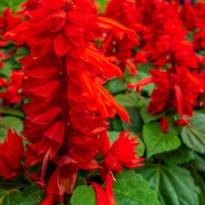 Pu&ograve; includere: Un gruppo di fiori di salvia rosso vibrante con petali tubolari disposti in spighe dense e dritte. I fiori rosso brillante sono circondati da foglie verdi e seghettate, creando una densa esposizione floreale con molteplici capolini.