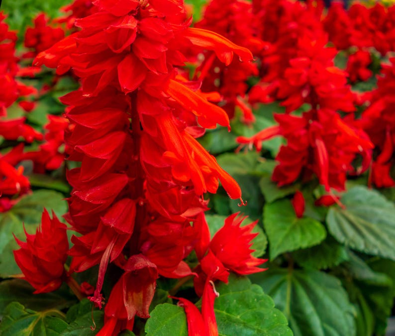 Pu&ograve; includere: Un gruppo di fiori di salvia rosso vibrante con petali tubolari disposti in spighe dense e dritte. I fiori rosso brillante sono circondati da foglie verdi e seghettate, creando una densa esposizione floreale con molteplici capolini.