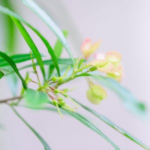 25-100 zaden van de hopstruik (Dodonaea viscosa), een haagstruik. afbeelding 10