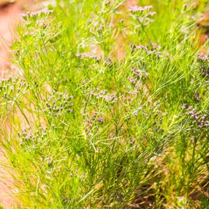 500+ Cumin Seeds, Cuminum cyminum, Jeera Spice Herb image 10