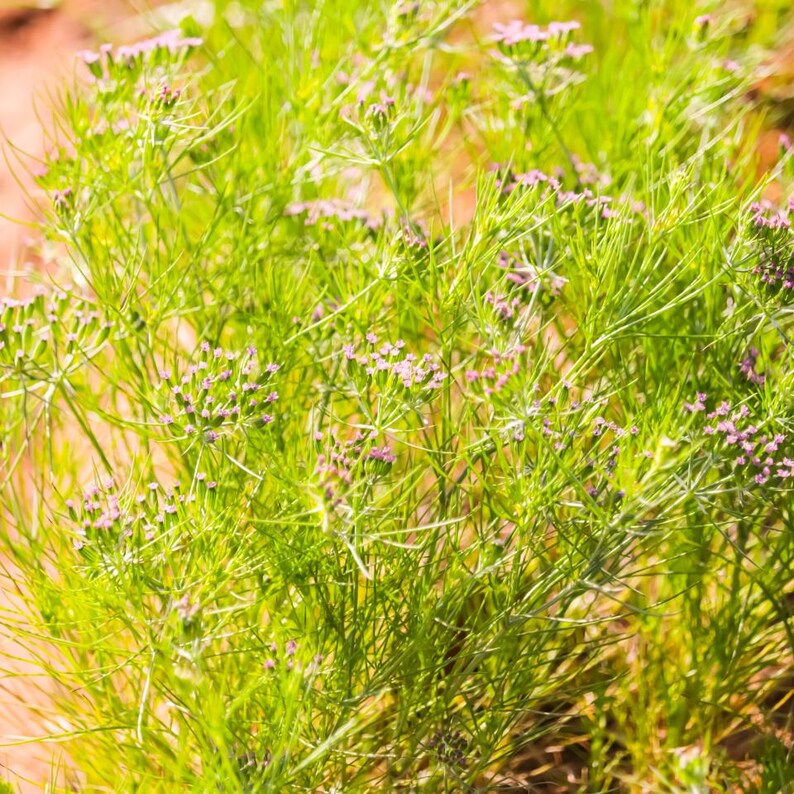 500+ Cumin Seeds, Cuminum cyminum, Jeera Spice Herb image 10