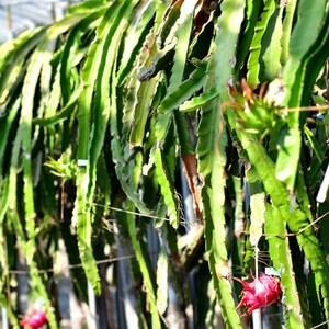 50-100 Red Dragon Fruit Seeds, Red Flesh Pitaya, Hylocereus polyrhizus, Exotic Tropical Cactus image 7