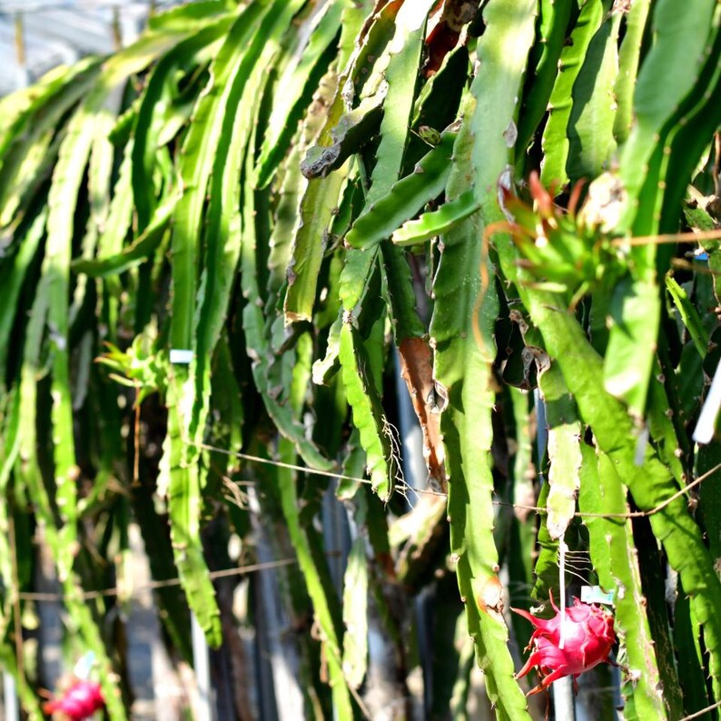 50-100 Red Dragon Fruit Seeds, Red Flesh Pitaya, Hylocereus polyrhizus, Exotic Tropical Cactus image 7