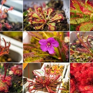 Mystery Sundew Seeds Add-On, Random Carnivorous Plant Drosera Seed Pack, Live Plant Care Gift, Easy Growing Carnivorous Bog Garden