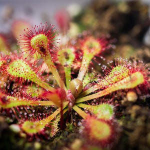 May include: A Drosera sundew plant featuring a rosette of lime green, paddle-shaped leaves covered in vibrant red tentacles. Each tentacle is tipped with a glistening, clear droplet of mucilage, creating a sticky surface for capturing small insects.