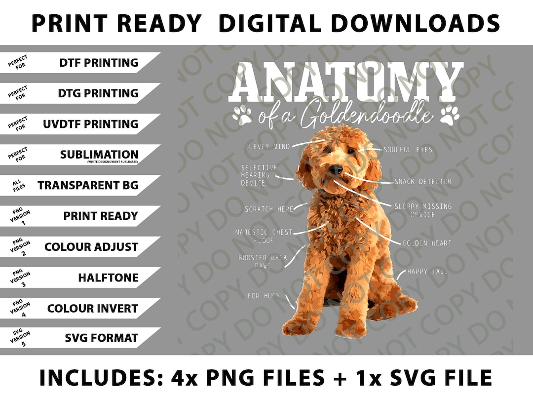 Anatomy of A Goldendoodle Funny Cute Dog Doodle Mom Dad Png Bundle, SVG ...