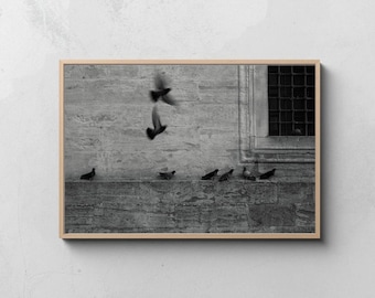Black and White Pigeon Photography, Urban Fine Art Print (Digital Download)