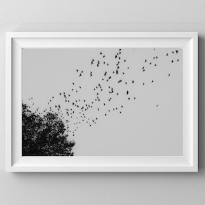Puede incluir: Impresión enmarcada en blanco y negro que muestra una bandada de pájaros en vuelo. Los pájaros son siluetas oscuras contra un cielo gris claro, con un árbol oscuro en la parte inferior izquierda. La obra de arte se presenta en un marco blanco.